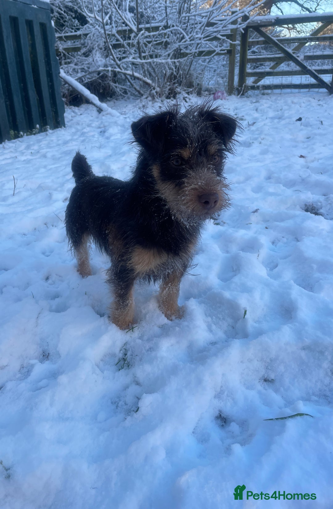 Jack Russell dogs for stud: Rough coated chocolate and tan Jack Russell  - Advert 2