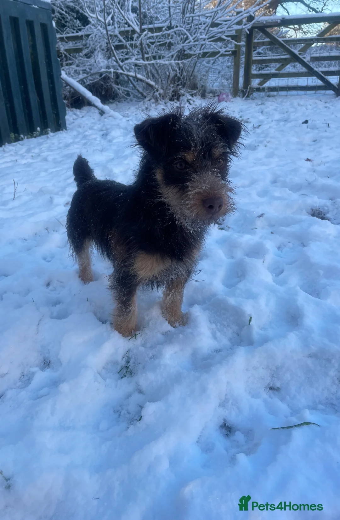 Jack Russell dogs for stud: Rough coated chocolate and tan Jack Russell  - Advert 2