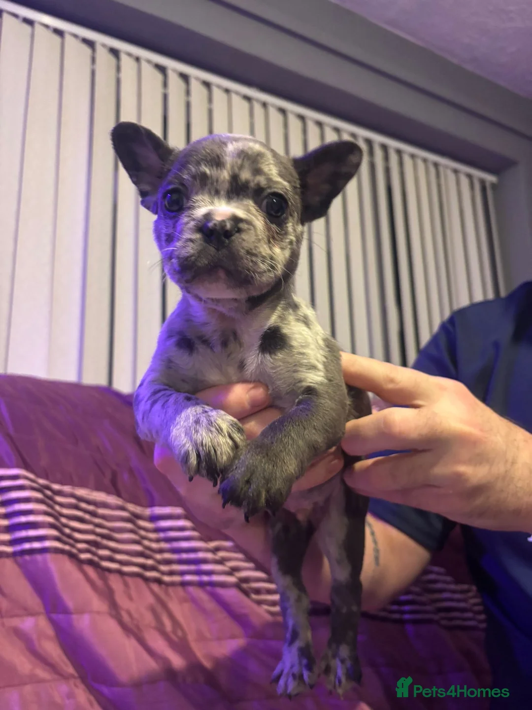 French Bulldog dogs for sale: French bulldog pupps - Advert 1