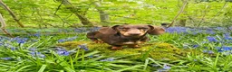 Miniature Dachshund dogs for sale: Dachshund Miniature Dapple - Advert 2