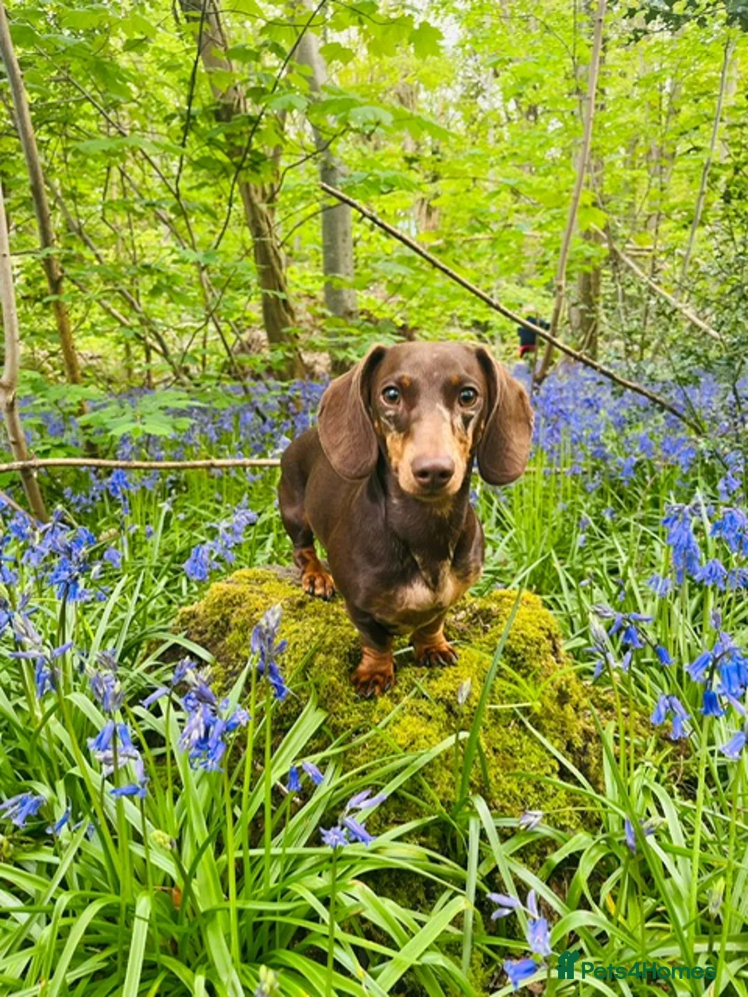 Miniature Dachshund dogs for sale: Dachshund Miniature Dapple - Advert 2