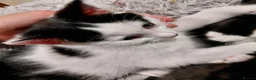 Mixed Breed cats for sale: 6 Tuxedo Kittens for Sale Black & White, Ready  - Advert 5