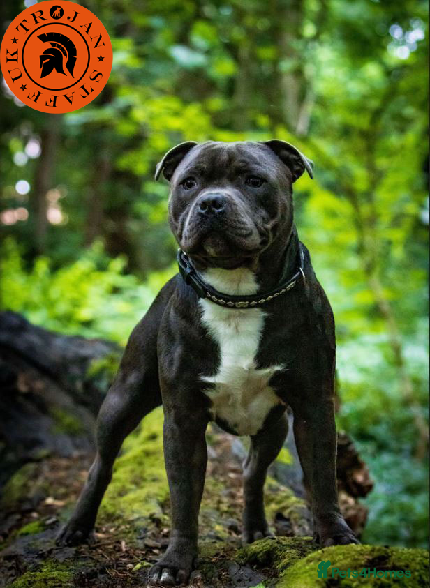 Staffordshire Bull Terrier dogs Grand Champion Sired - Multi Champion Bloodlines S in Basingstoke - Advert 19