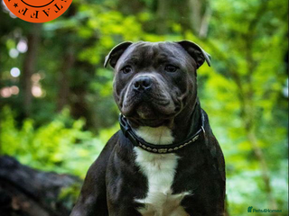 Staffordshire Bull Terrier dogs in Basingstoke - Advert 3