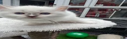 Ragdoll cats for sale: Gccf (champion) ragdoll kittens  - Advert 23