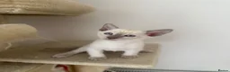 Siamese cats for sale: 5 Siamese kittens  - Advert 1