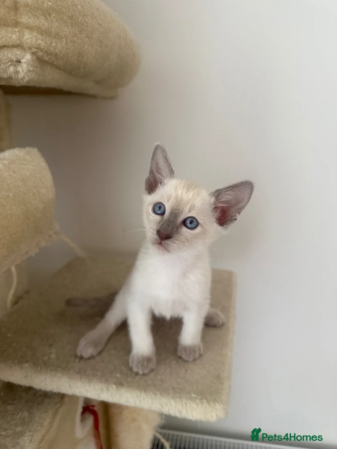 Siamese cats for sale: 5 Siamese kittens  - Advert 1