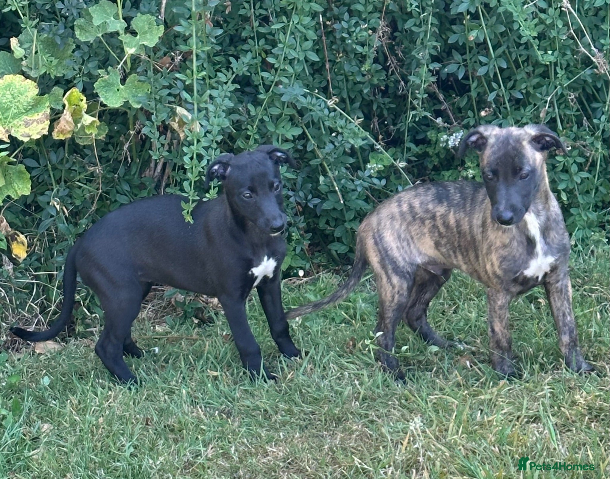 Whippet dogs KC registered whippet puppies ready now  - Advert 1