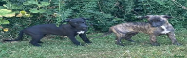 Whippet 3