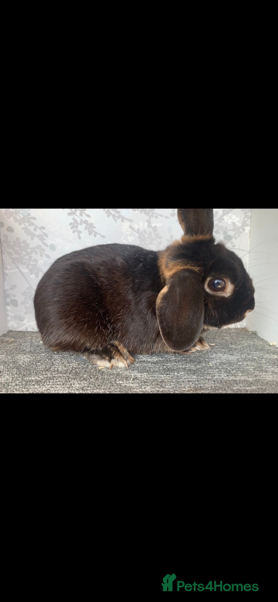 Lionhead rabbits for sale: Lop boy  in Loughborough - Image 1