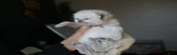 Ragdoll cats for sale: Ragdoll kittens - Advert 1