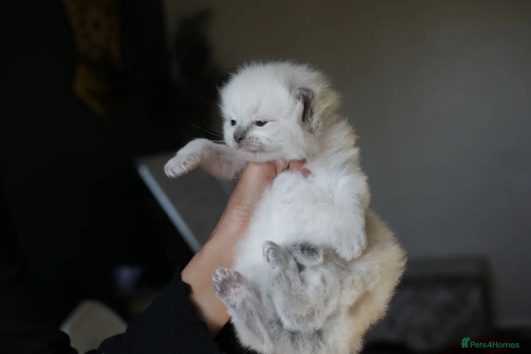 Ragdoll cats for sale: Ragdoll kittens - Advert 1