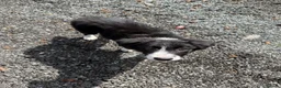 Border Collie dogs for sale: Border Collie Puppies  - Advert 5