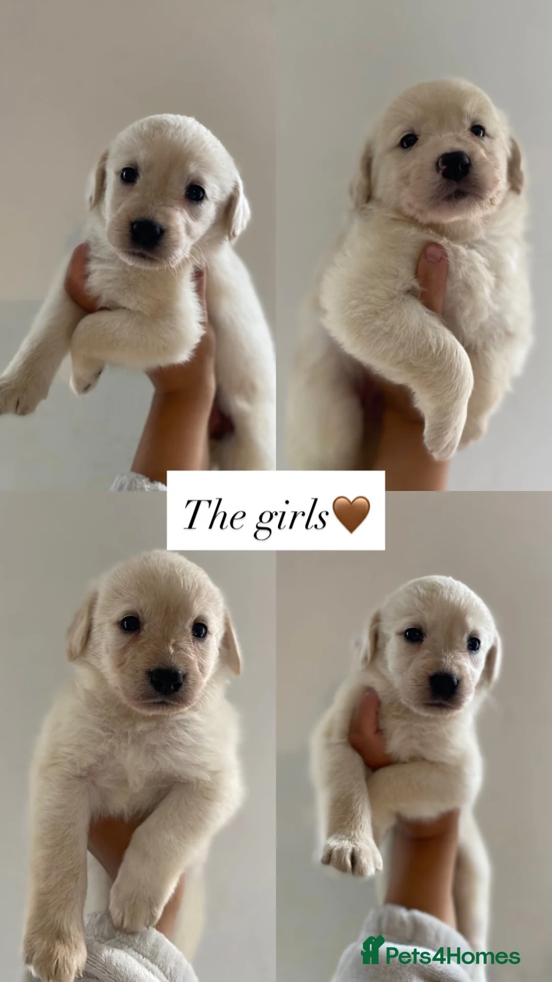 Labradoodle dogs for sale: Beautiful Labradoodle x Fox Red Labrador Puppies  - Advert 2