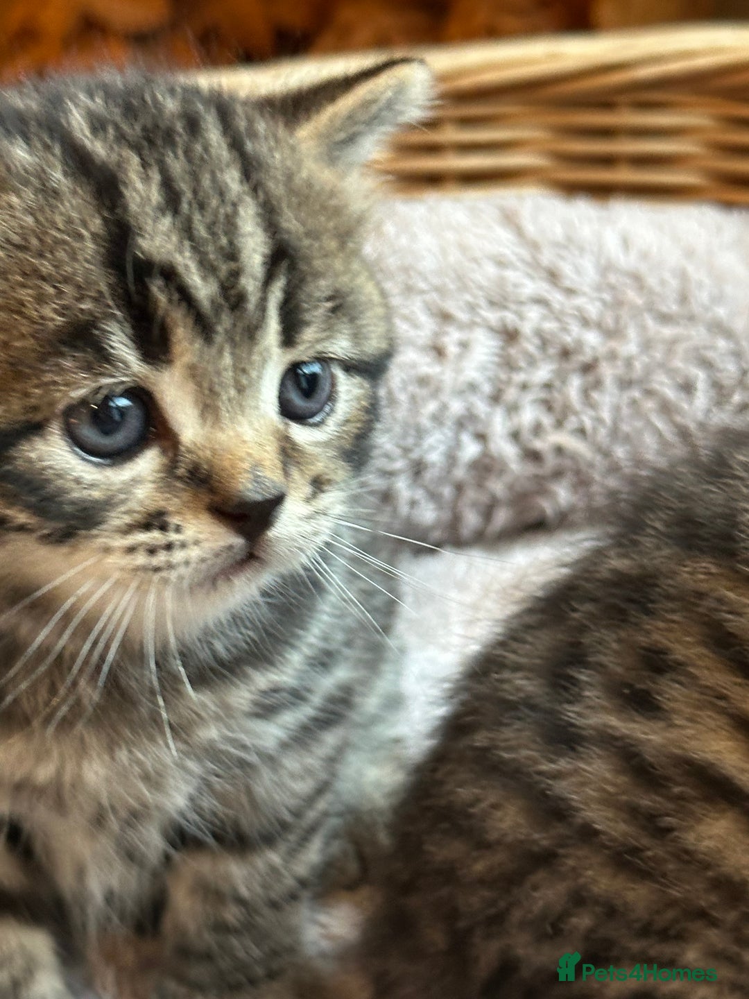 British Shorthair cats for sale: Silver Tabby also Brown Spotted Kittens - Image 14