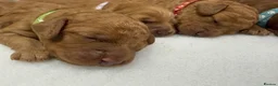 Cockapoo dogs for sale: 🐶 Beautiful Cockapoo Puppies ❤️ in Swadlincote - Advert 23