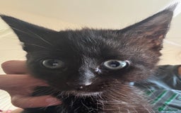 British Shorthair cats for sale: three lovely ladies for sale - Image 12