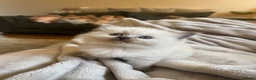 Ragdoll cats for sale: Beautiful Ragdoll kittens  - Advert 8