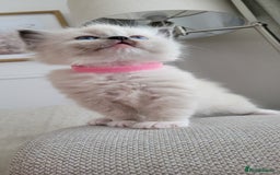 Ragdoll cats for sale: Adorable Ragdoll Kittens  - Image 17