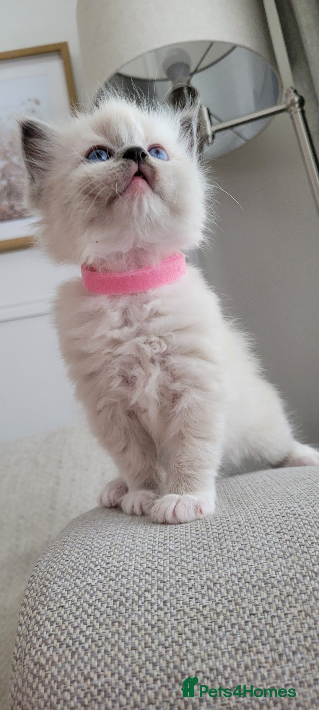 Ragdoll cats for sale: Adorable Ragdoll Kittens  - Image 17