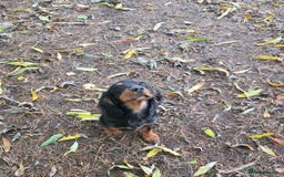 Cocker Spaniel dogs for sale: Tally - Image 3