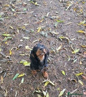 Cocker Spaniel dogs - Advert 10