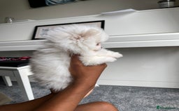 Pomeranian dogs for sale: ✨ 3 White Pomeranian Puppies – CHAMPION BLOODLINE✨ - Image 7