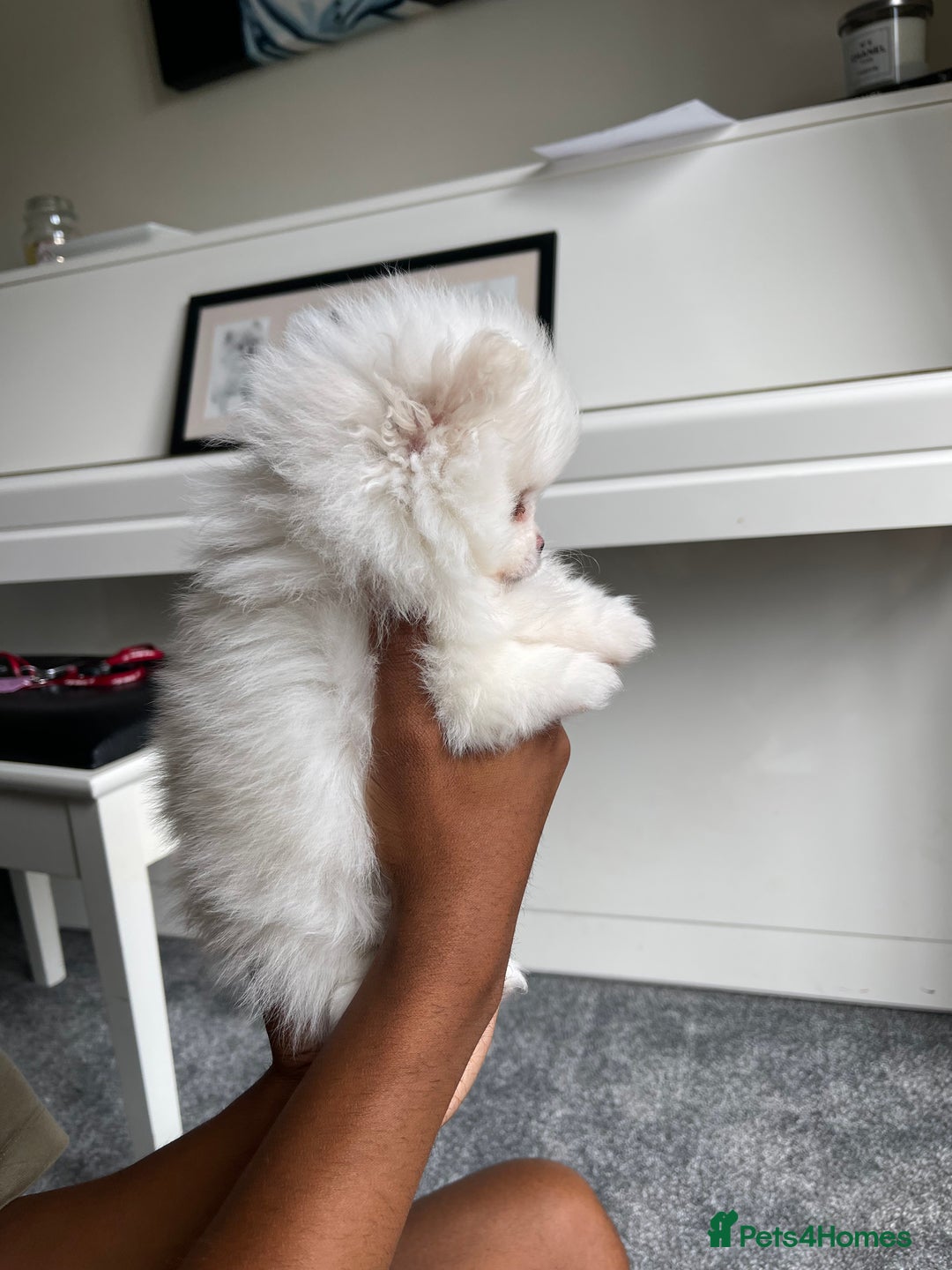 Pomeranian dogs for sale: ✨ 3 White Pomeranian Puppies – CHAMPION BLOODLINE✨ - Image 7