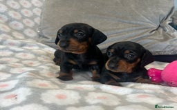 Dachshund dogs for sale: Standard smooth dachshunds from champion parents - Image 1