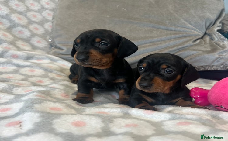 Dachshund dogs - Advert 1