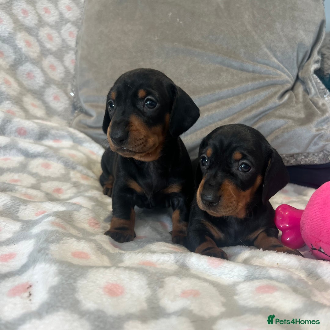 Dachshund dogs for sale: Standard smooth dachshunds from champion parents - Image 1