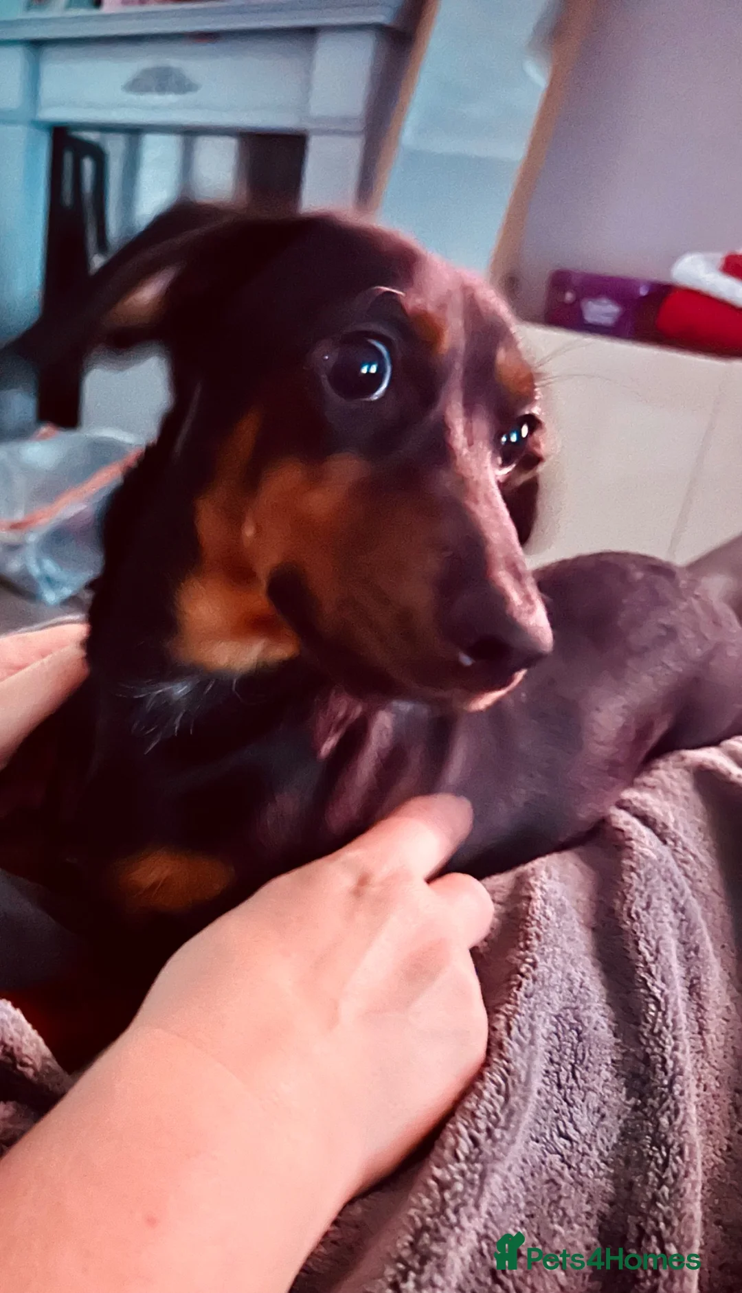 Dachshund dogs for sale: Last 2 puppies available  - Advert 2