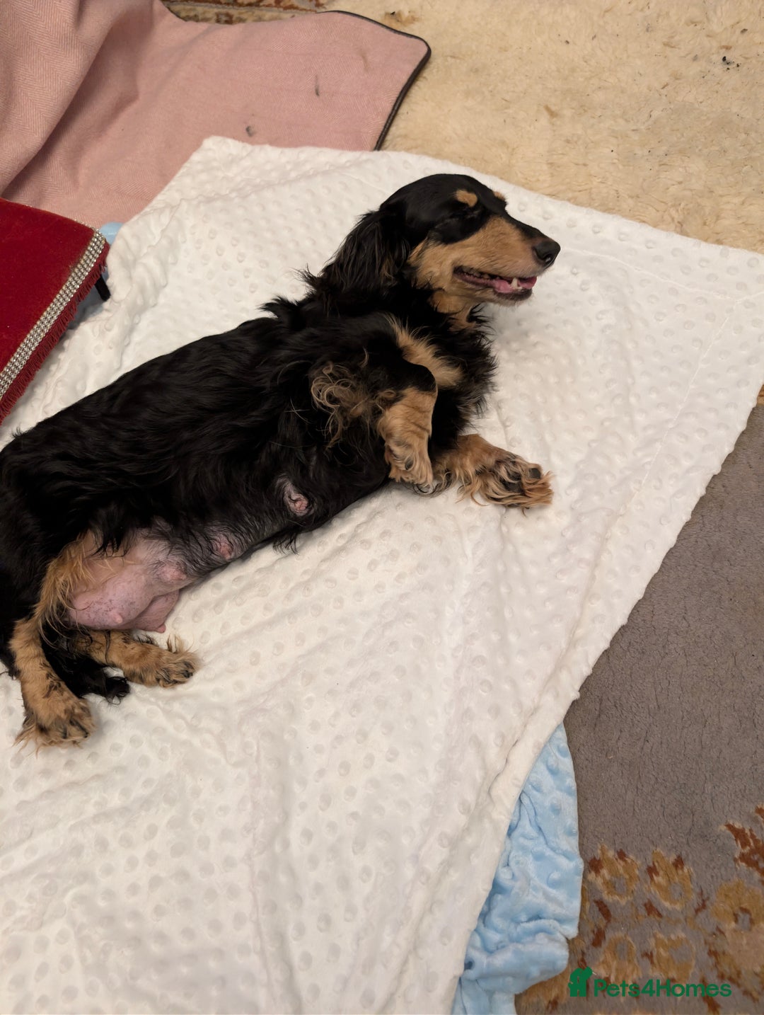 Miniature Dachshund dogs for sale:  Exquisite Long Coat Cream & Black & Tan Babies - Image 4