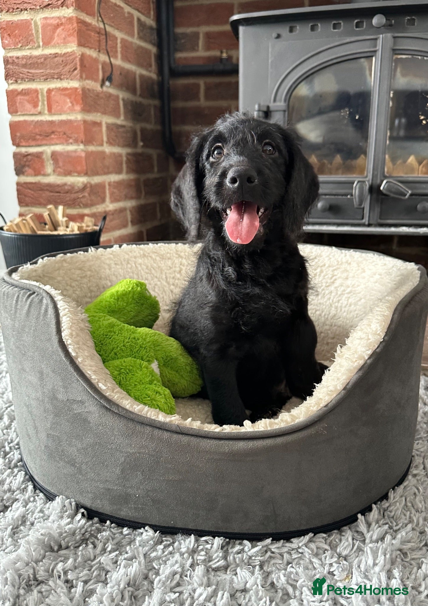 Labradoodle dogs Extensively Health Tested F1 Miniature Labradoodle - Advert 1