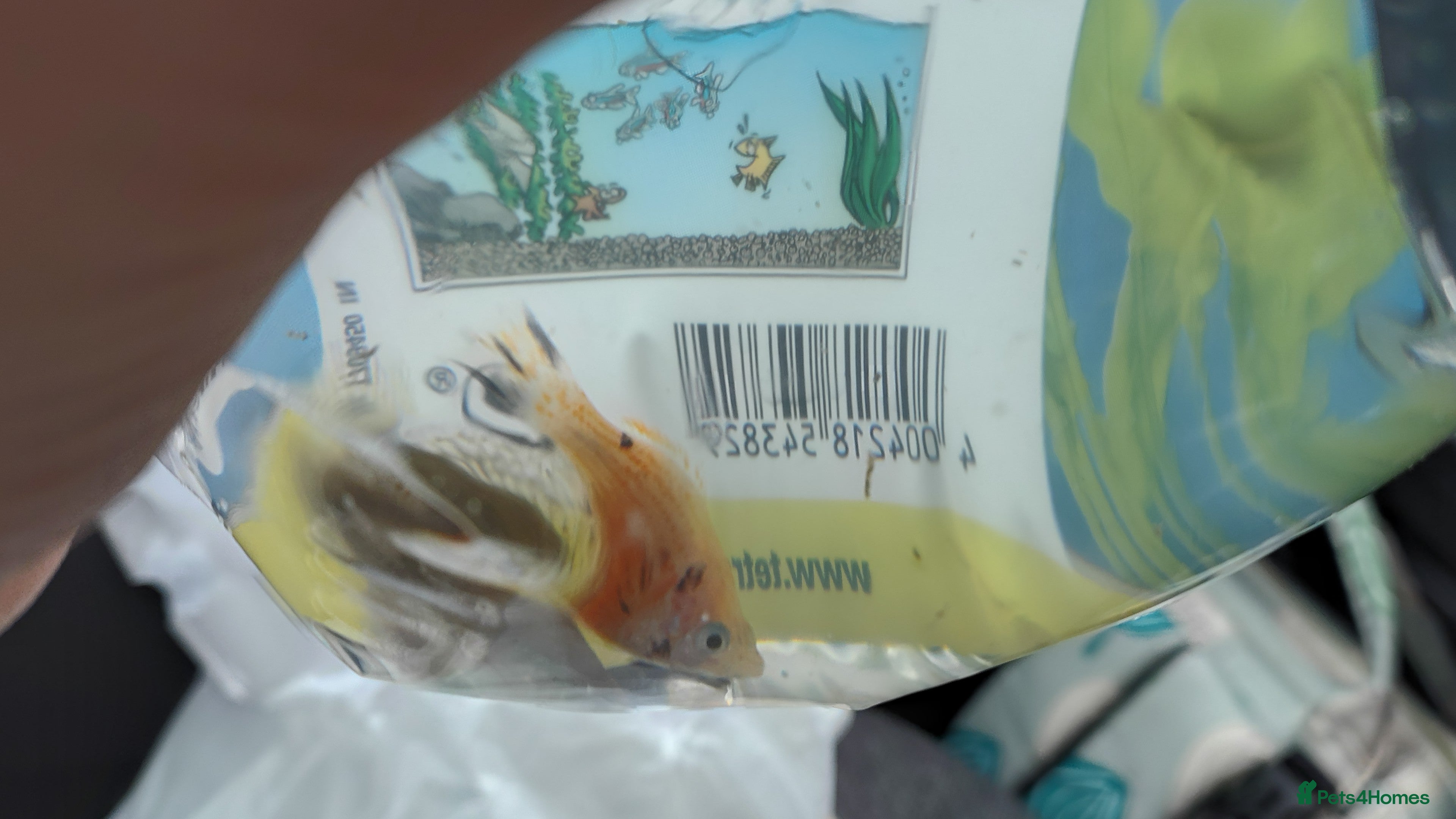 Mollies fish Balloon Molly fry for sale  - Advert 6