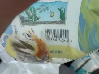 Mollies fish Balloon Molly fry for sale - Advert 6