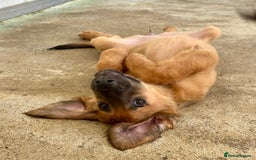 Mixed Breed dogs for adoption: Wren (Hound/Shepherd mix) - Image 16