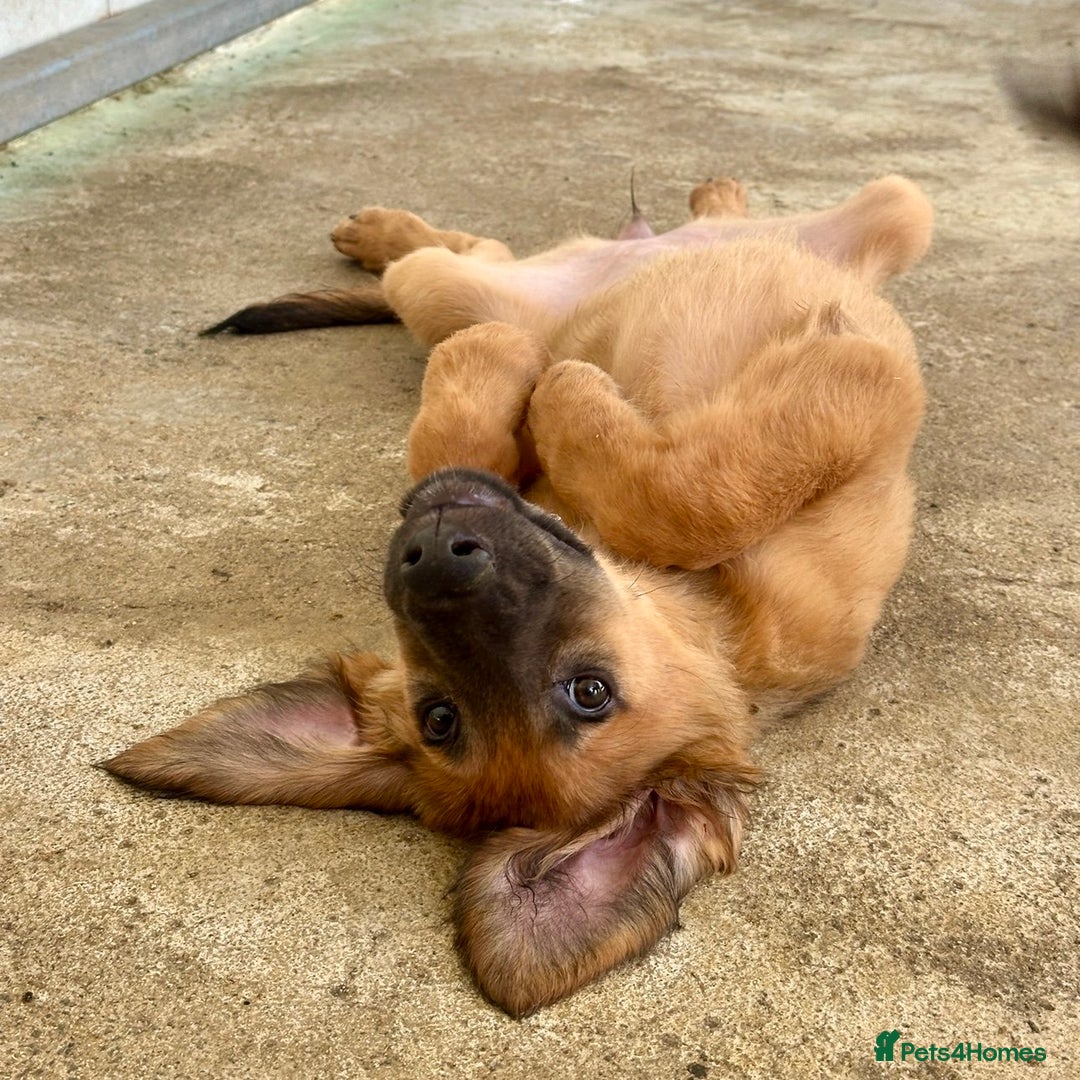 Mixed Breed dogs for adoption: Wren (Hound/Shepherd mix) - Image 16