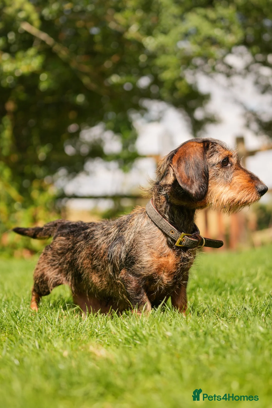 Dachshund dogs for sale: Rare Standard Wire Haired Dapple Dachshunds  in Leicester - Advert 2