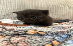 British Shorthair cats for sale: Beautiful British shorthair champion bloodlines - Image 20