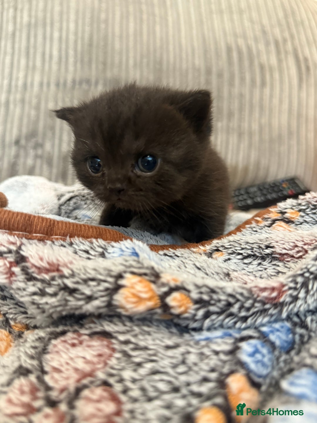 British Shorthair cats for sale: Beautiful British shorthair champion bloodlines - Image 20