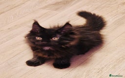 Maine Coon cats for sale: 🌟Ready to leave 4 XL Maine Coons active available - Image 4