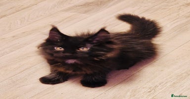 Maine Coon cats - Advert 6