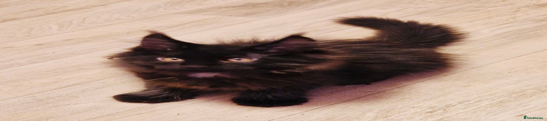 Maine Coon (Binx) 