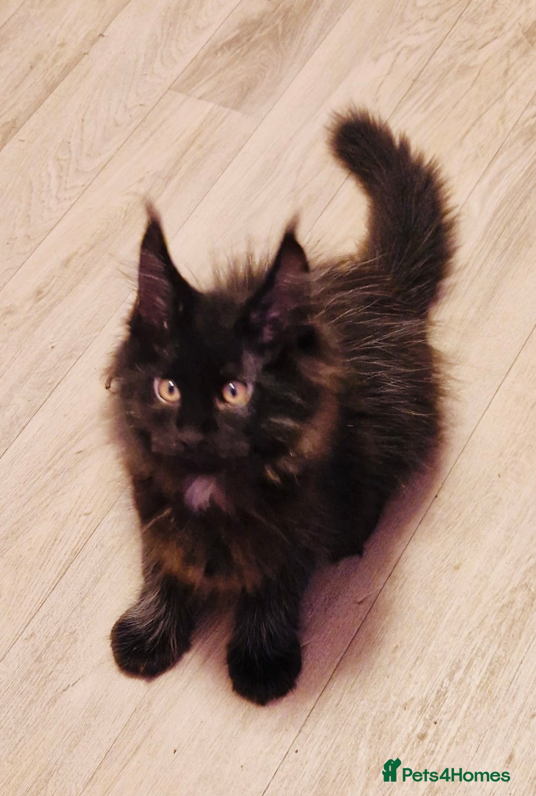 Maine Coon cats for sale: 🌟Ready to leave 4 XL Maine Coons active available - Image 4