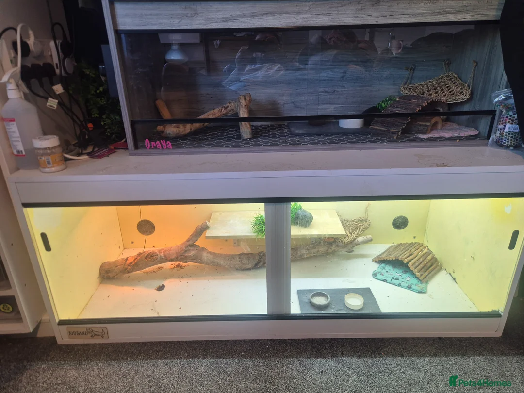Bearded Dragon reptiles for sale: Male Bearded Dragon  - Advert 4