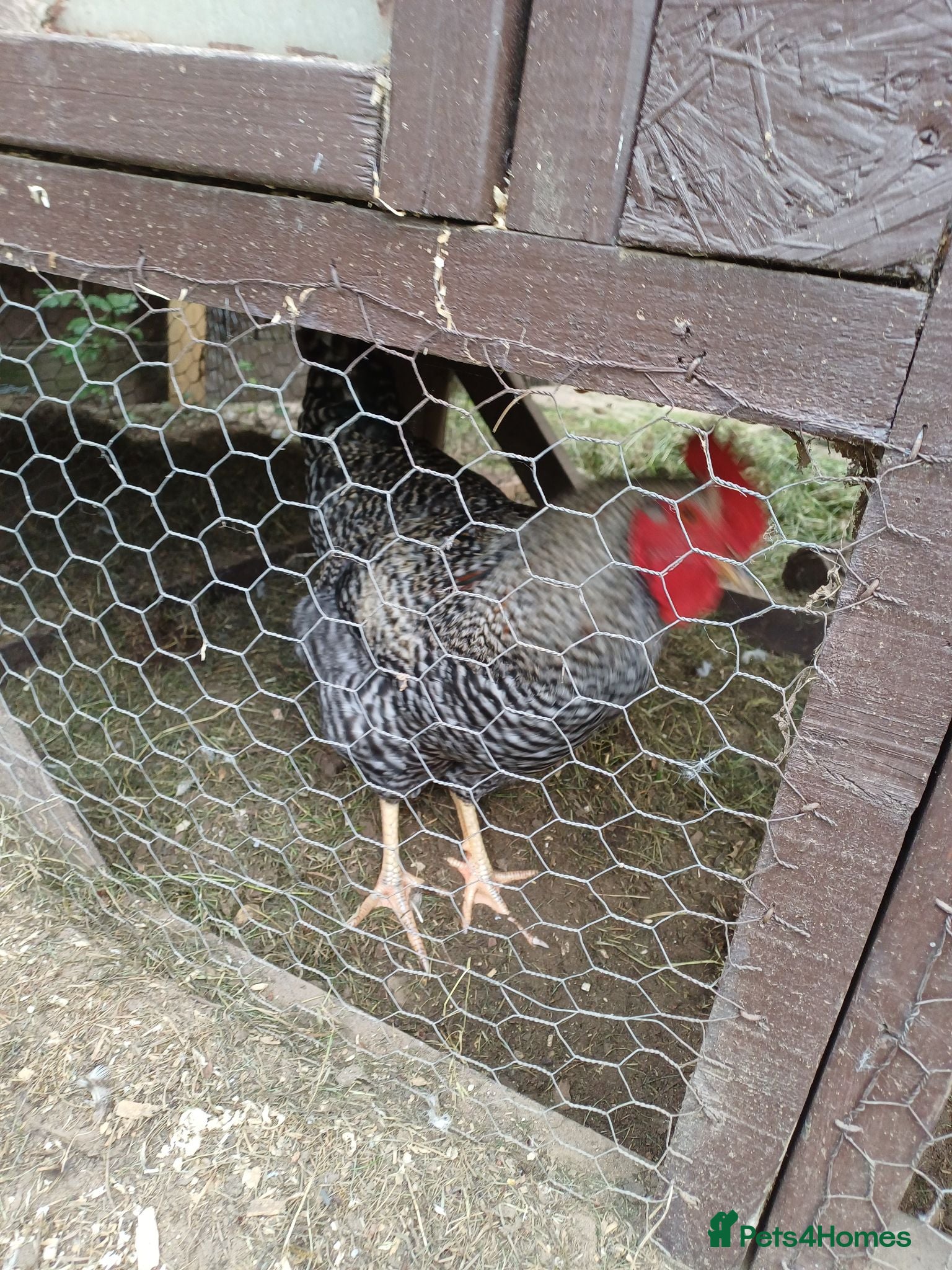 Chickens poultry Cockeril - Advert 3