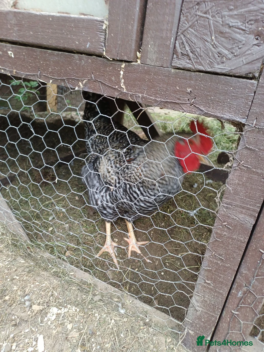 Chickens poultry for sale: Cockeril in Norwich - Advert 1
