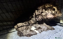 Cockapoo dogs for sale: Cockapoo Puppies F2 - Image 15