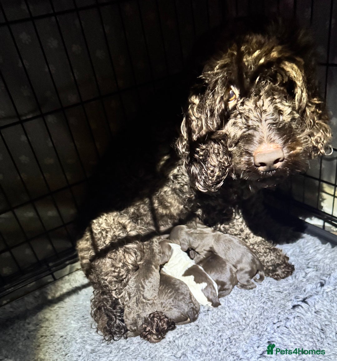 Cockapoo dogs for sale: Cockapoo Puppies F2 - Image 15